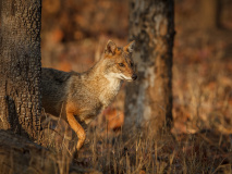 Parc national Pench