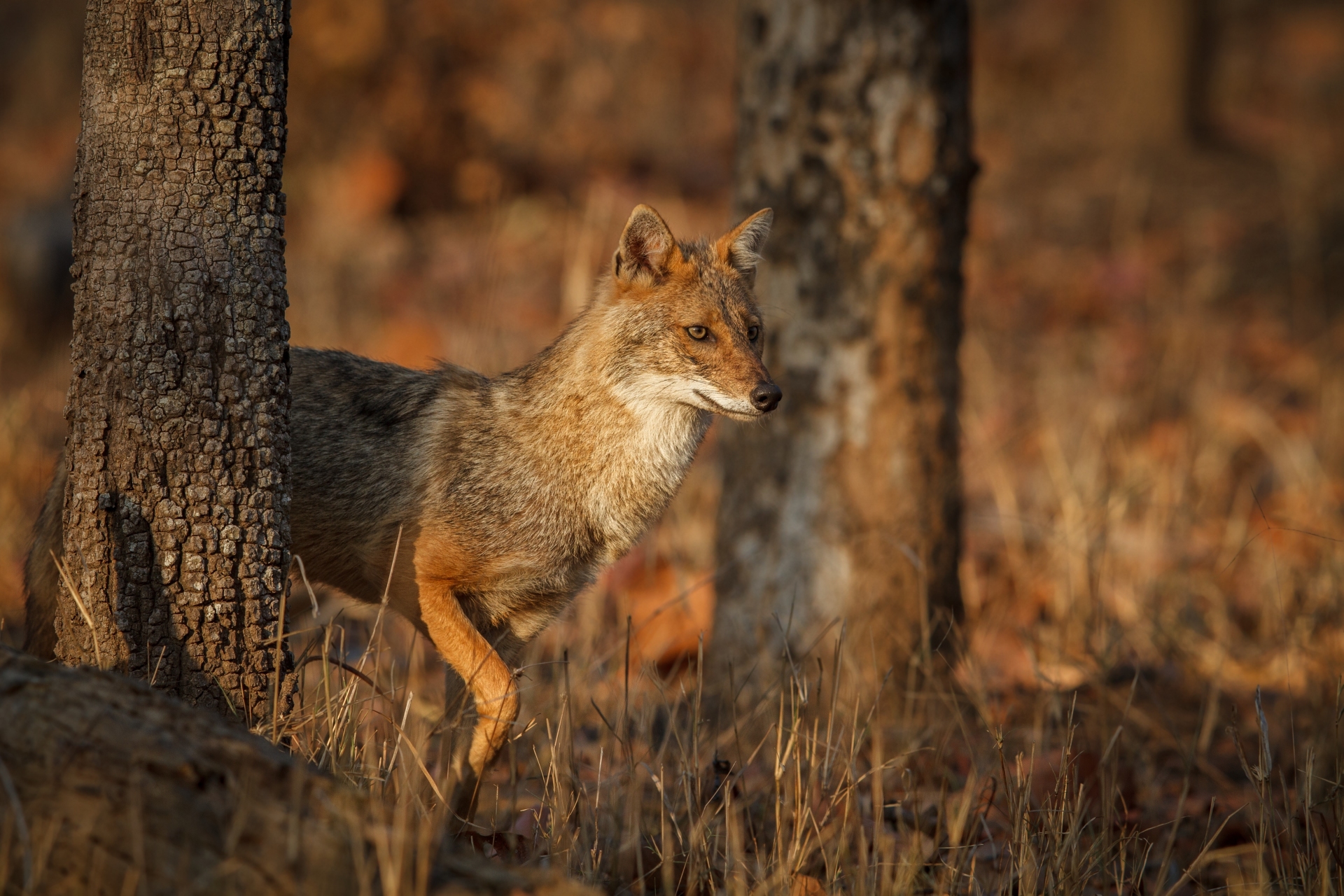 Parc national Pench
