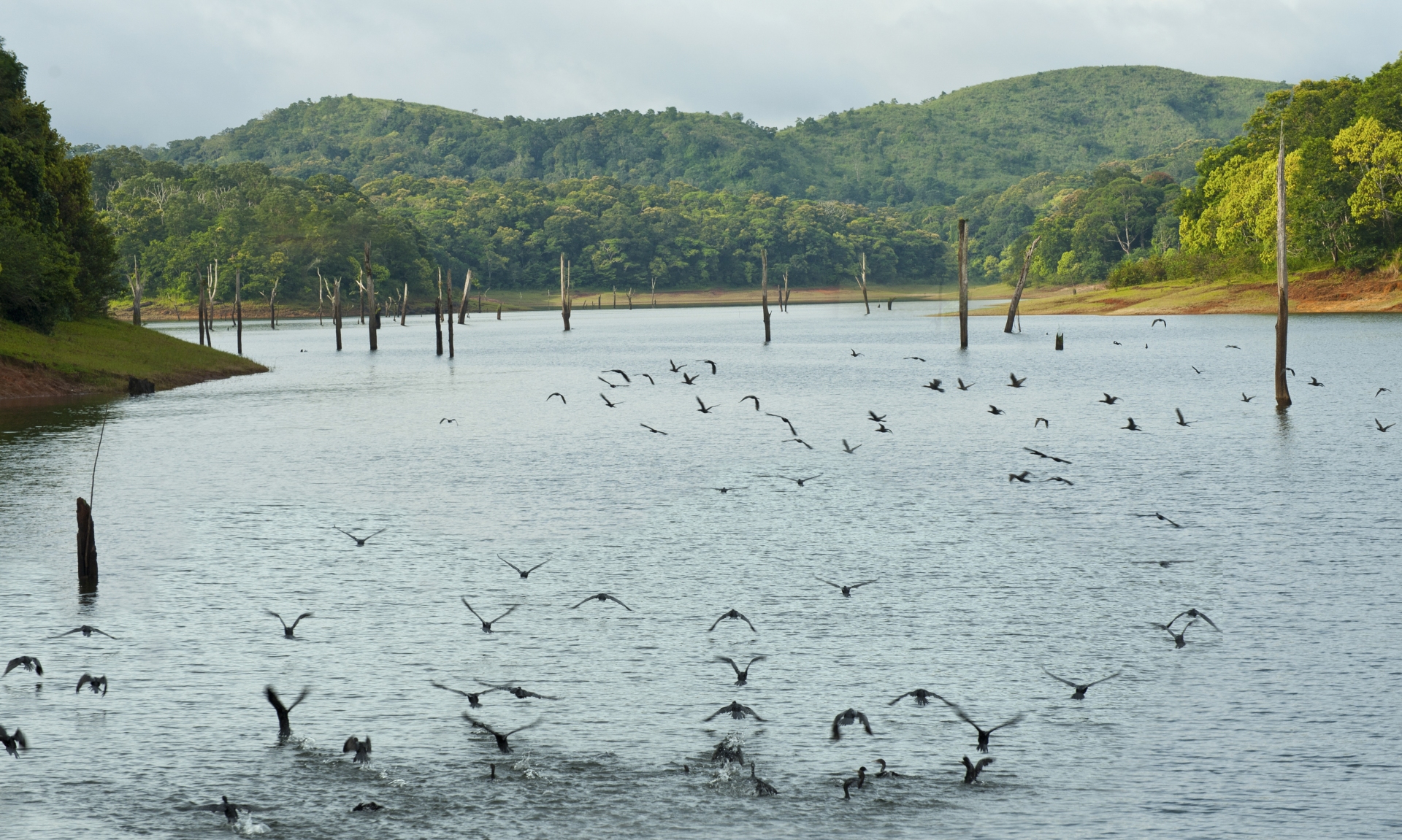 Periyar