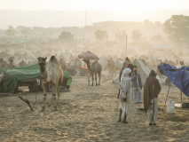 Foire aux Dromadaires - Pushkar