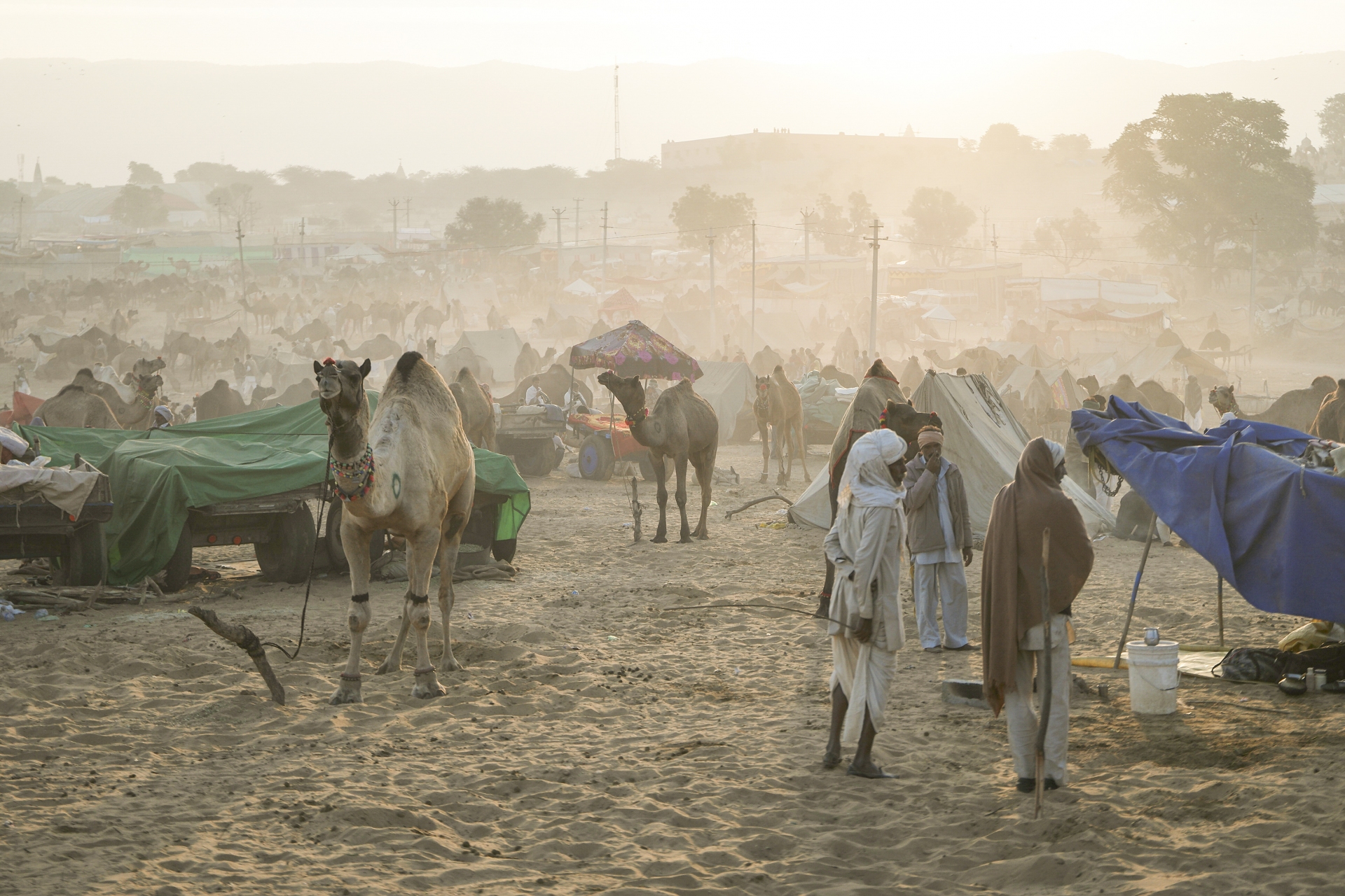 Foire aux Dromadaires - Pushkar