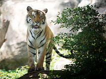 Tigre - Ranthambore
