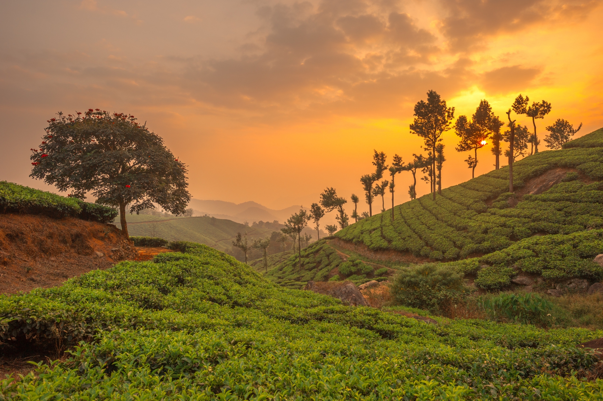 the-plantations-munnar