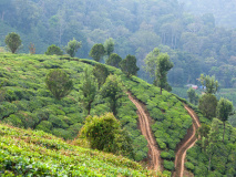 Thekkady