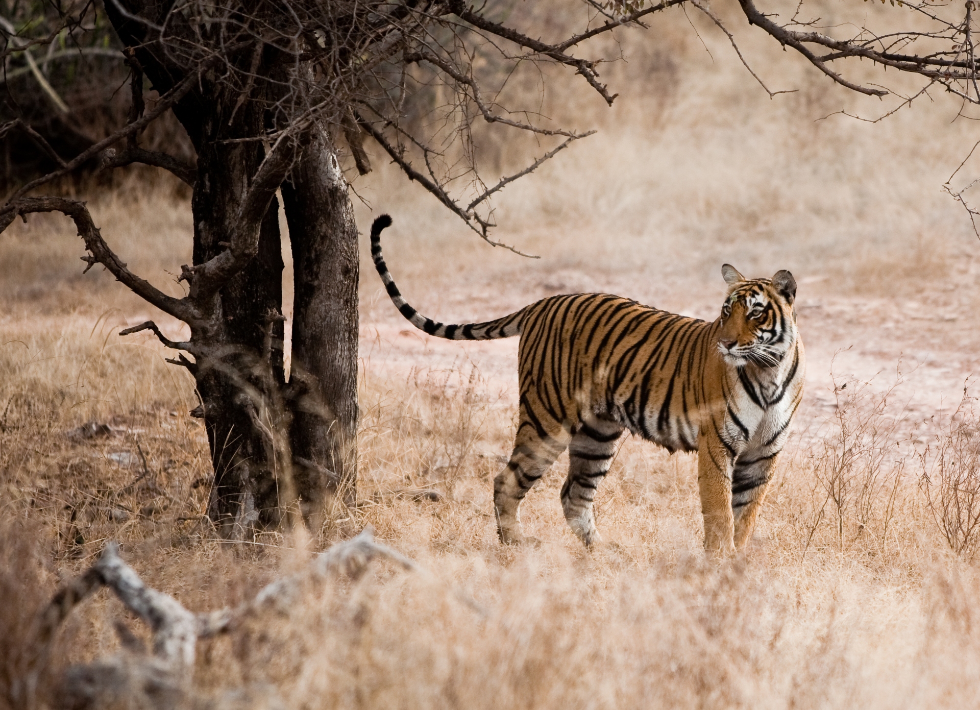 tigre-bengale-rathambore