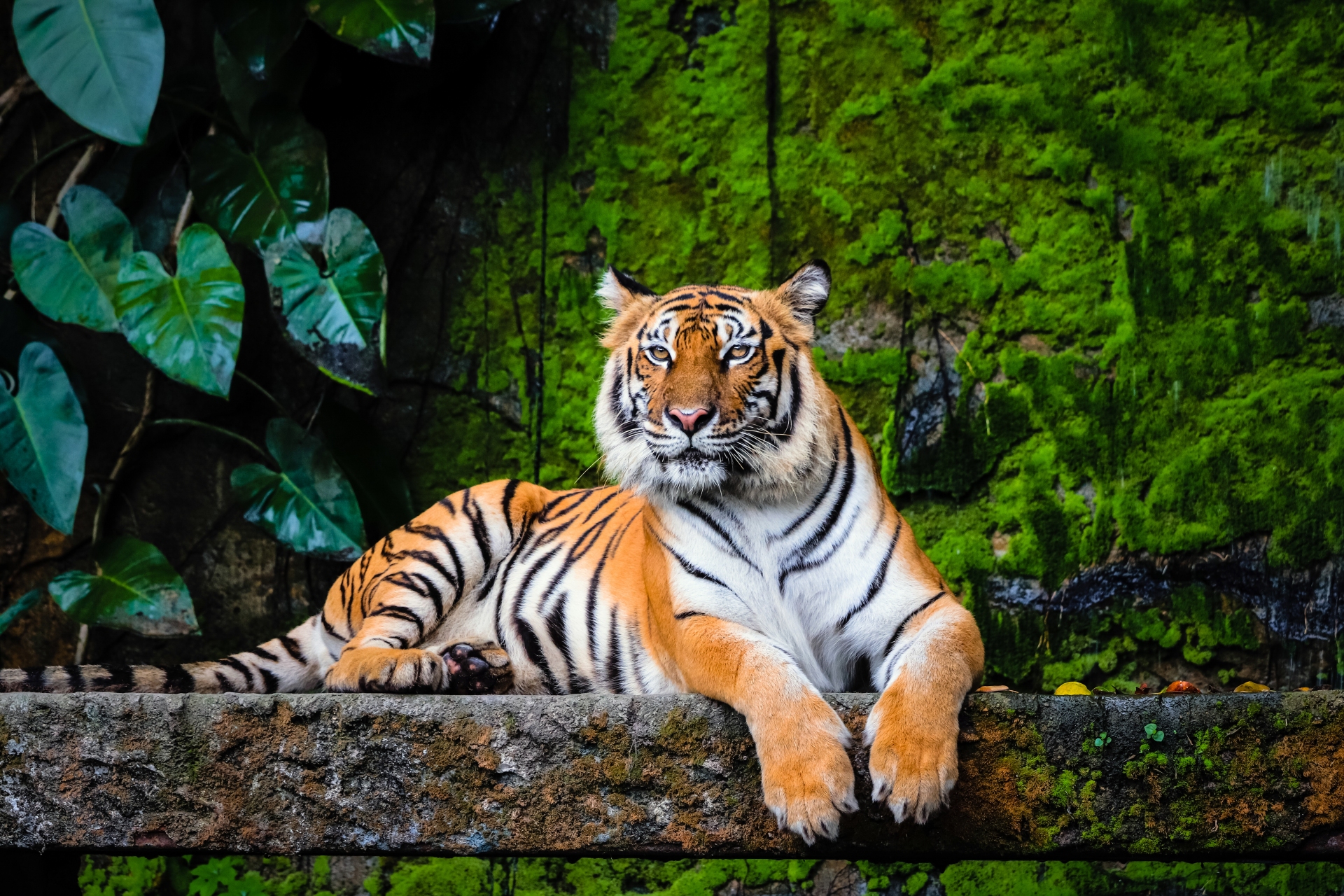 tigre-du-bengale-inde