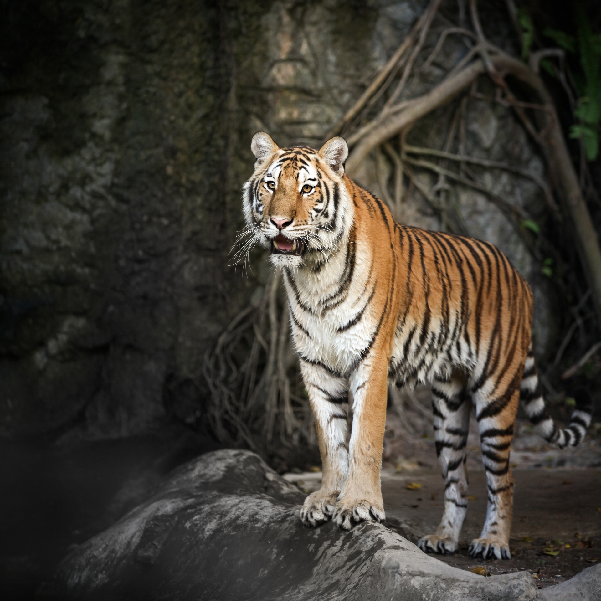 tigre-du-bengale-inde
