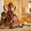 Vache Inde