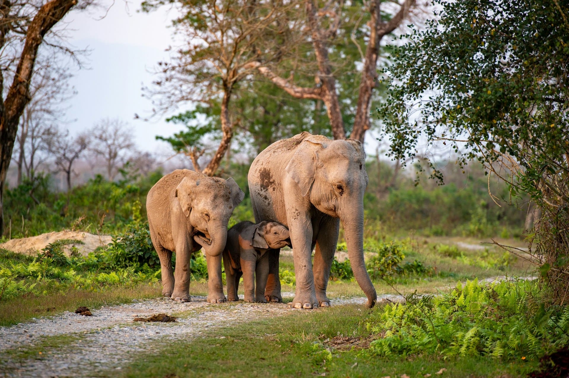 Eléphants Inde