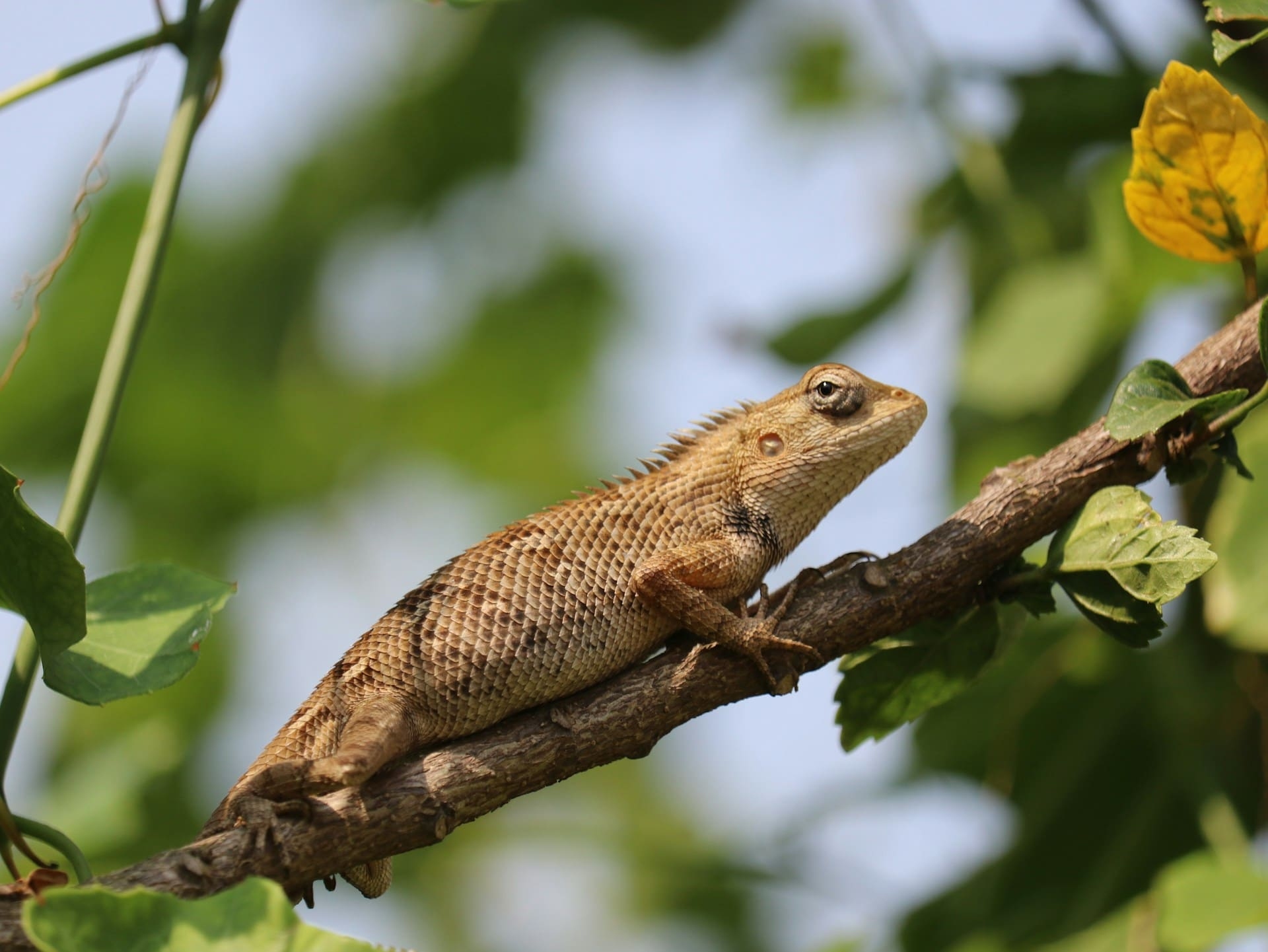 Geckos Inde