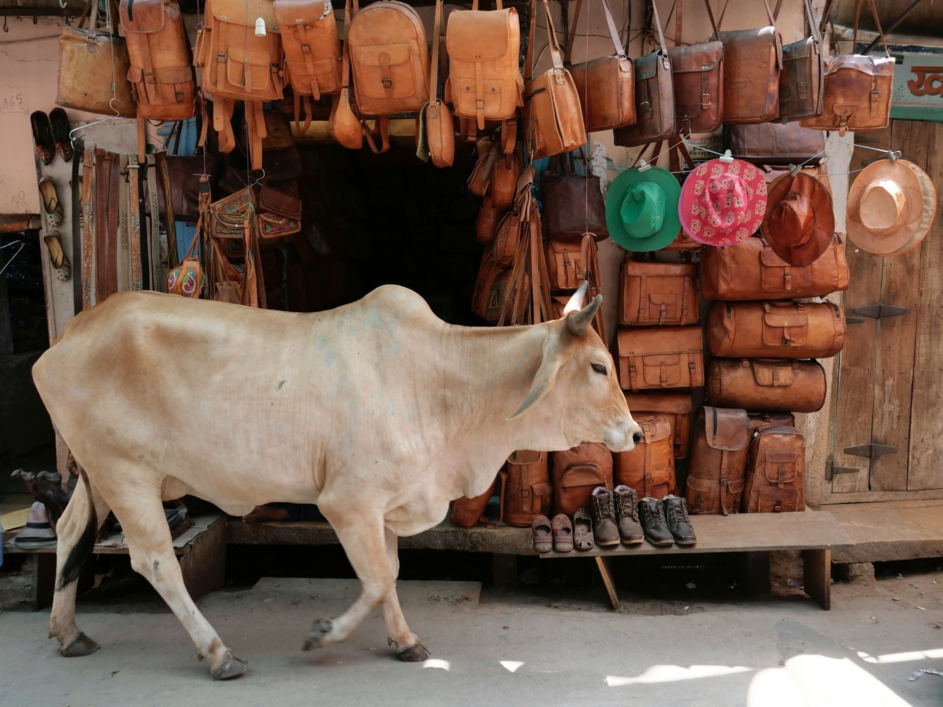 Vache indienne