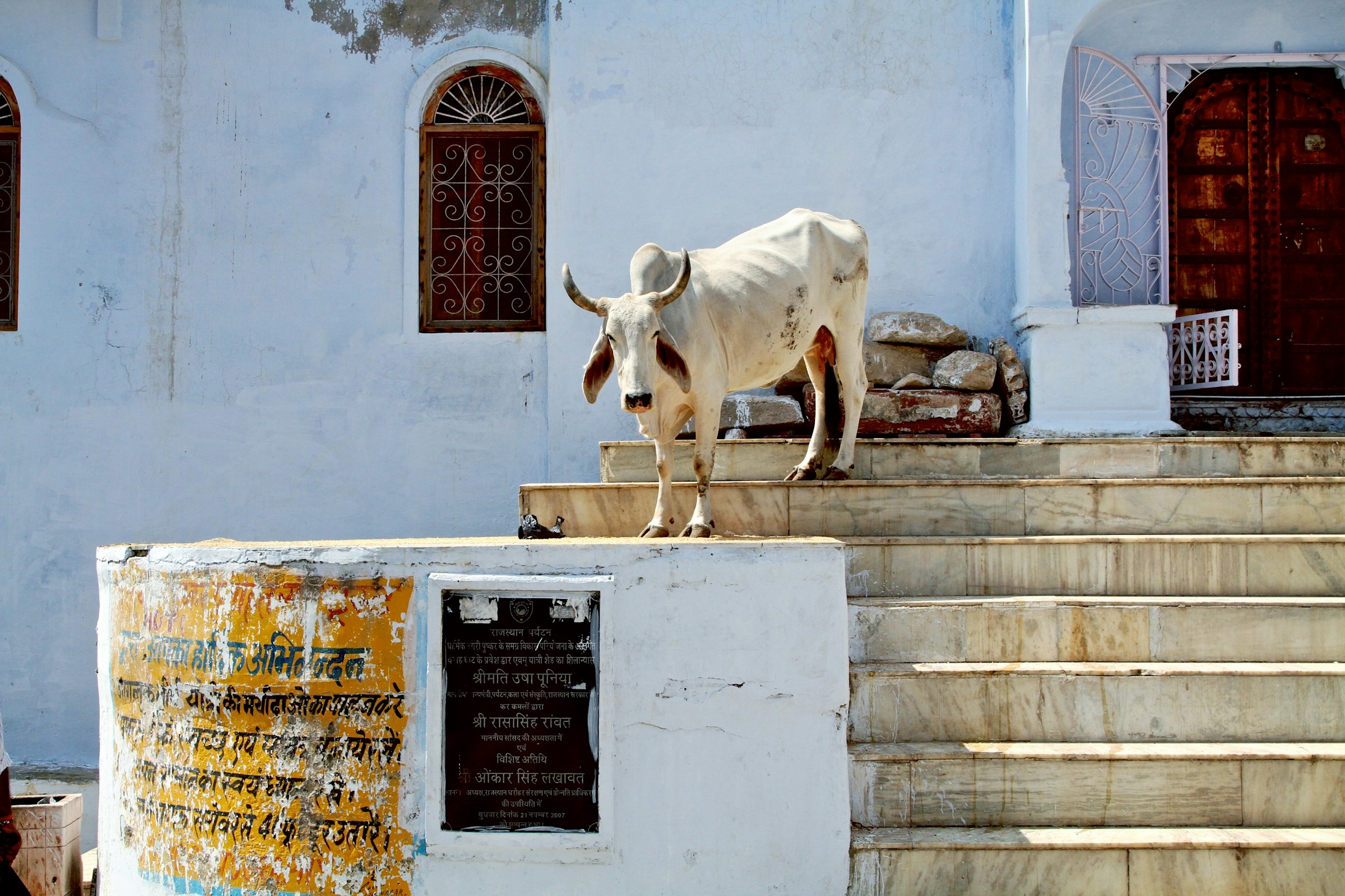 Vache sacrée dans les rues du Rajasthan